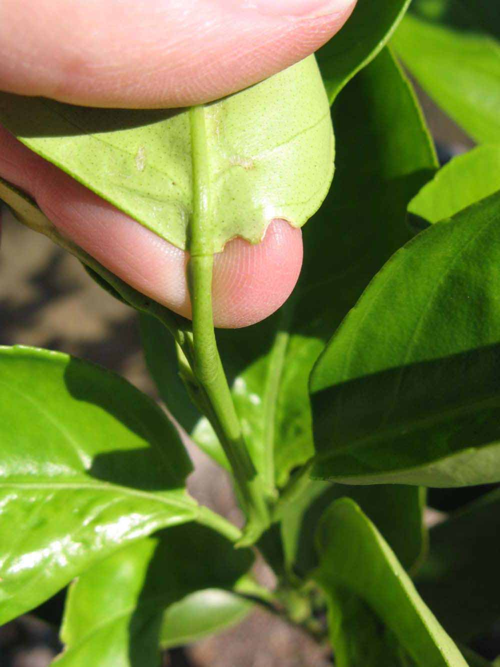              Petiole (Winter Haven, FL)       